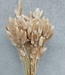Lagurus ovatus natürliche Trockenblumen | Länge ± 70 Zentimeter