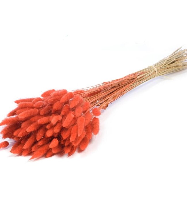 Lagurus ovatus fleurs sèches orange intense | Longueur ± 70 cm | Disponible par bouquet