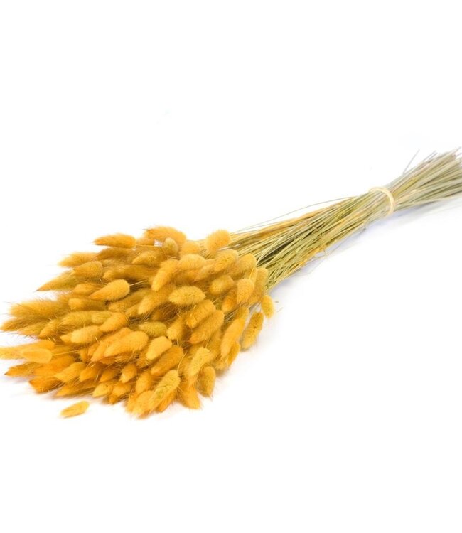 Lagurus ovatus gelbe Trockenblumen | Länge ± 70 cm | Erhältlich pro Strauß