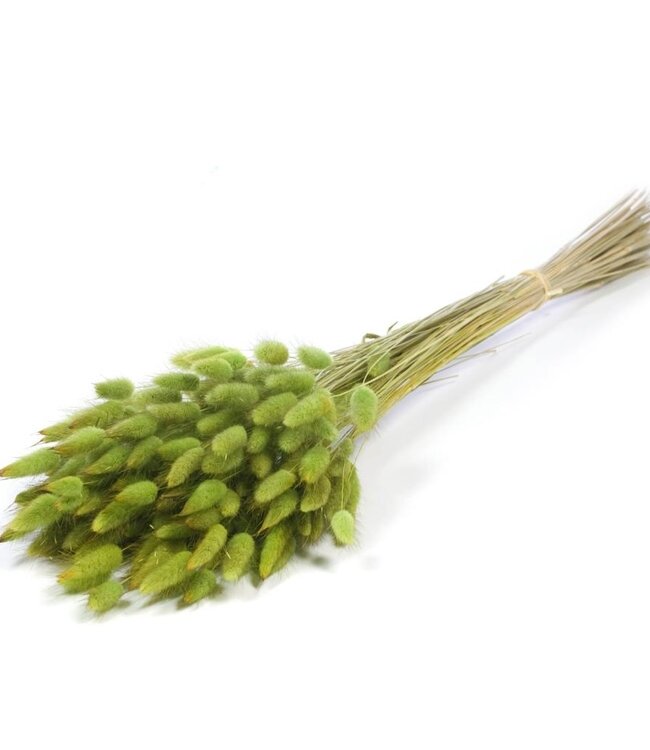 Lagurus ovatus green dry flowers | Length ± 70 cm | Available per bunch