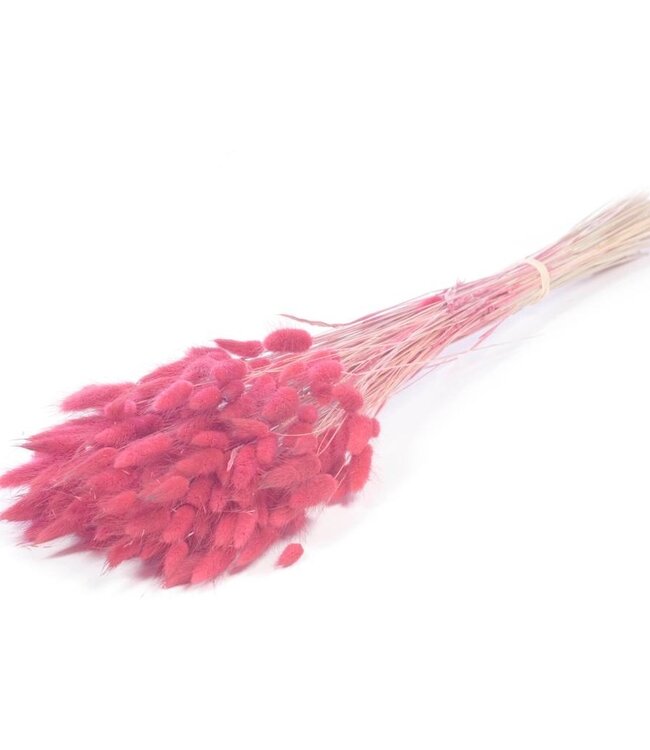Lagurus ovatus pink dried flowers | Length ± 70 cm | Available per bunch
