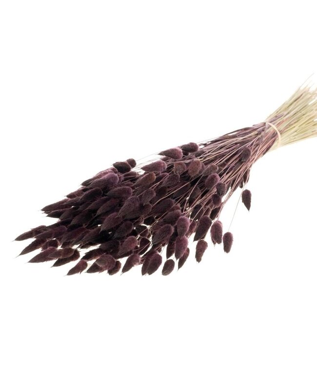 Lagurus ovatus dunkelbraune Trockenblumen | Länge ± 70 cm | Erhältlich pro Strauß