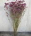 Getrocknete alte Rose Limonium Diamond| pro 5 Stiele