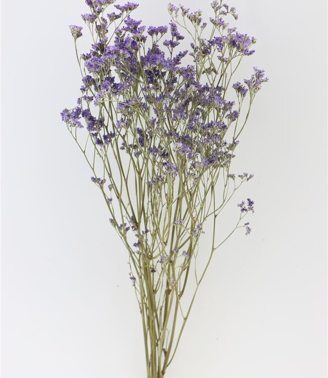 Getrocknetes Limonium Diamantblau