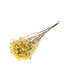 Dried Statice limonium diamond natural yellow