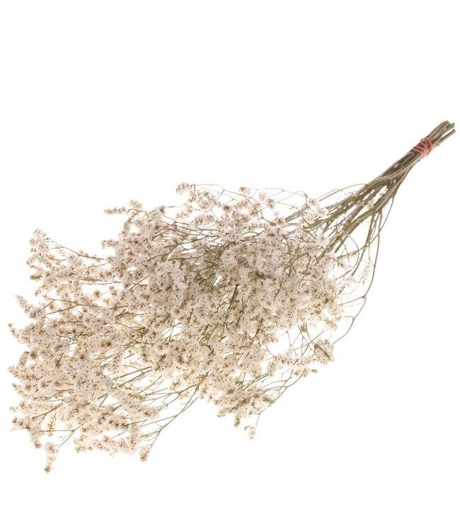 Statice limonium diamond natural white dried flowers | Länge ± 70 cm | Erhältlich pro Strauß