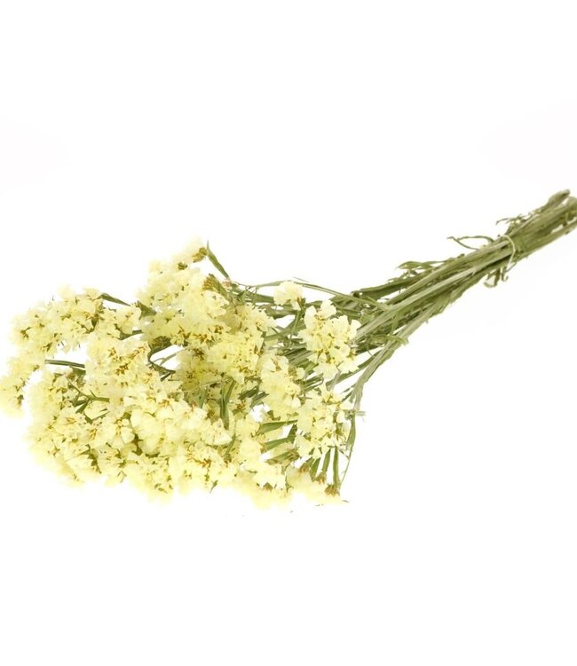 Statice sinuata natural yellow dried flowers | Longueur ± 70 cm | Disponible par bouquet