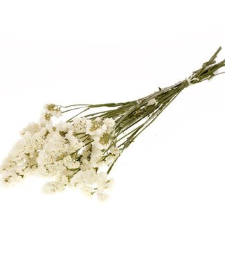 Dried Statice sinuata natural white