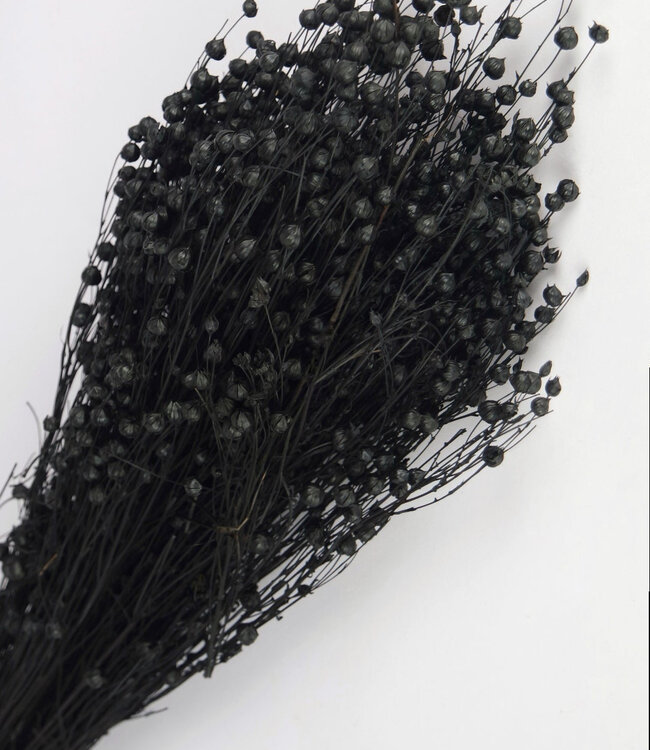 Gedroogd  vlas (Linum)  zwart | Lengte ± 50 cm