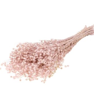 Dried flax pink