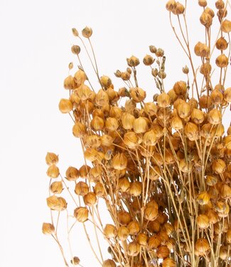 Dried flax | Linum naturelle dried flowers