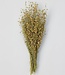 Getrockneter Flachs | Linum natürliche Trockenblumen| Länge ± 55 cm
