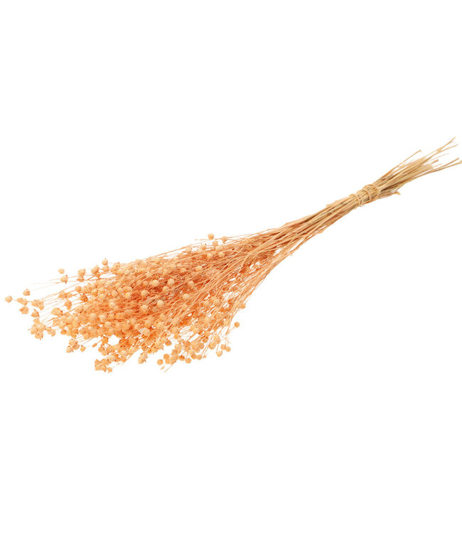 Flax (Linum) fleurs séchées vaporeuses de couleur saumon | Longueur ± 55 cm | Disponible par bouquet