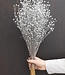 Flax (Linum) silver dried flowers | Length ± 55 cm | Available per bunch