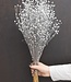 Lin (Linum) fleurs séchées argentées | Longueur ± 55 cm | Disponible par bouquet