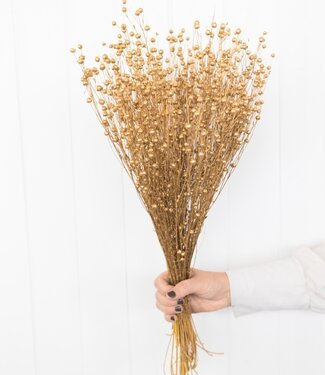 Dried Flax (Linum) gold