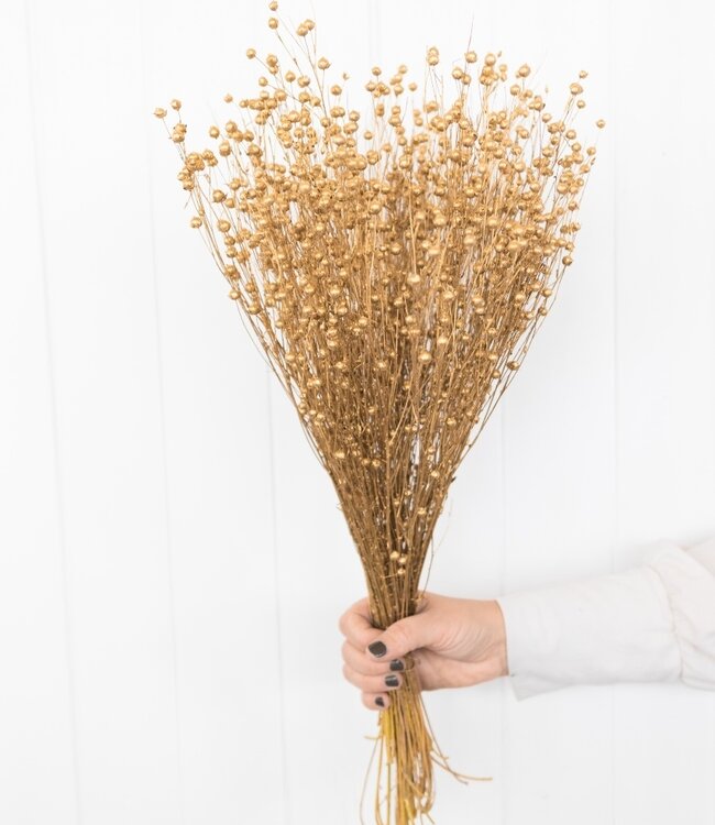 Flax (Linum) gold dried flowers | Length ± 55 cm | Available per bunch