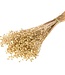 Flax (Linum) gold fleurs séchées | Longueur ± 55 cm | Disponible par bouquet