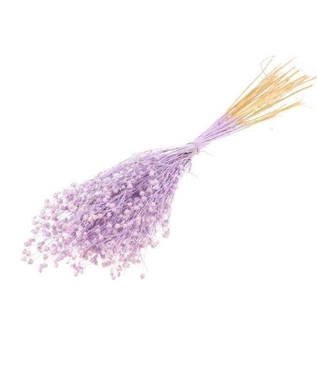 Flachs (Linum) lilafarbene neblige Trockenblumen | Länge ± 55 cm | Erhältlich pro Strauß