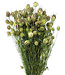 Gedroogde Nigella Juffertje-in-het-groen droogbloemen per bos