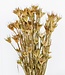 Fleurs séchées de Nigella Orientalis par bouquet