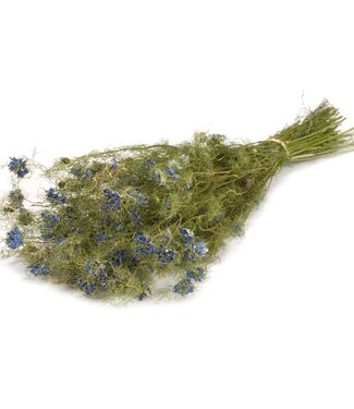 Gedroogde Nigella bloem naturel blauw