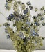 Gedroogde Nigella bloem naturel blauw | Lengte 50 cm | per bos