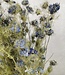 Gedroogde Nigella bloem naturel blauw | Lengte 50 cm | per bos