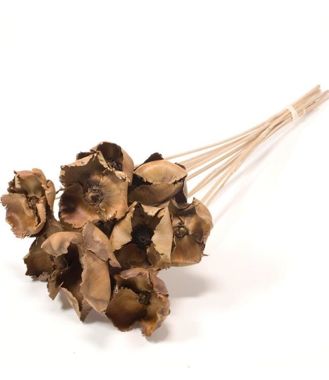 Dried Palm Cups natural on stick per 10 pieces