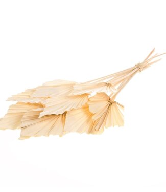 MyFlowers Dried bleached palm leaves spear-shaped