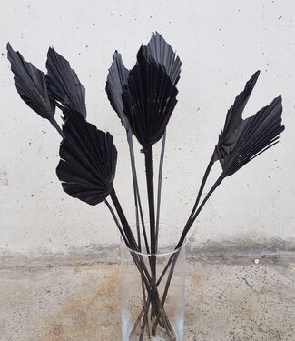 Gedroogde palmbladeren speervorm zwart