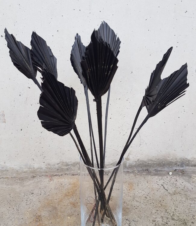 Poire de palme noire séchée 10 tiges par bouquet