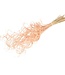 MyFlowers Dried Curly Ting Ting salmon-coloured