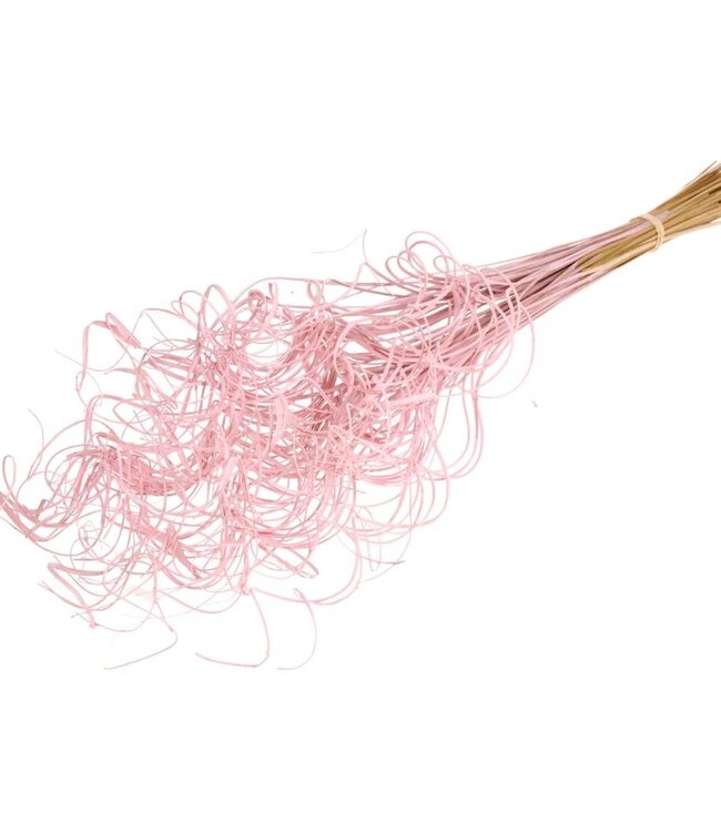 Curly Ting Ting pink misty dried flowers | Longueur ± 60 cm | Disponible par bouquet