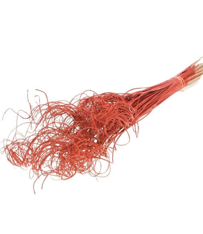 Curly Ting Ting rote Glitzer-Trockenblumen | Länge ± 60 cm | Erhältlich pro Strauß