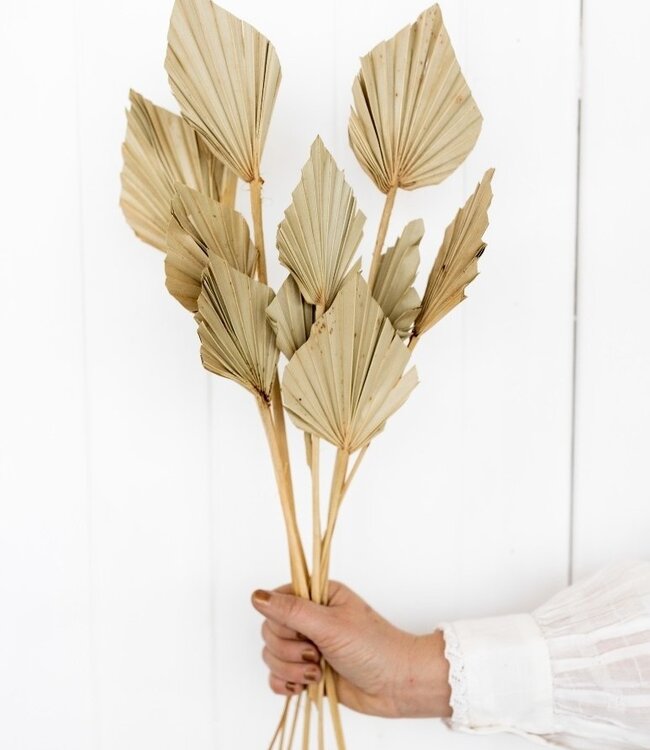 Palmspear 10 pieces natural dried flowers | Length ± 45 cm | Available per bunch