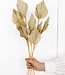 Palmspear 10 pièces fleurs naturelles séchées | Longueur ± 45 cm | Disponible par bouquet