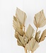 Palmspear 10 Stück natürliche Trockenblumen | Länge ± 45 cm | Erhältlich pro Strauß