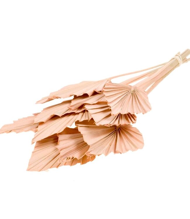 Palmspear 10 pieces coral-coloured misty dried flowers | Length ± 45 cm | Available per bunch