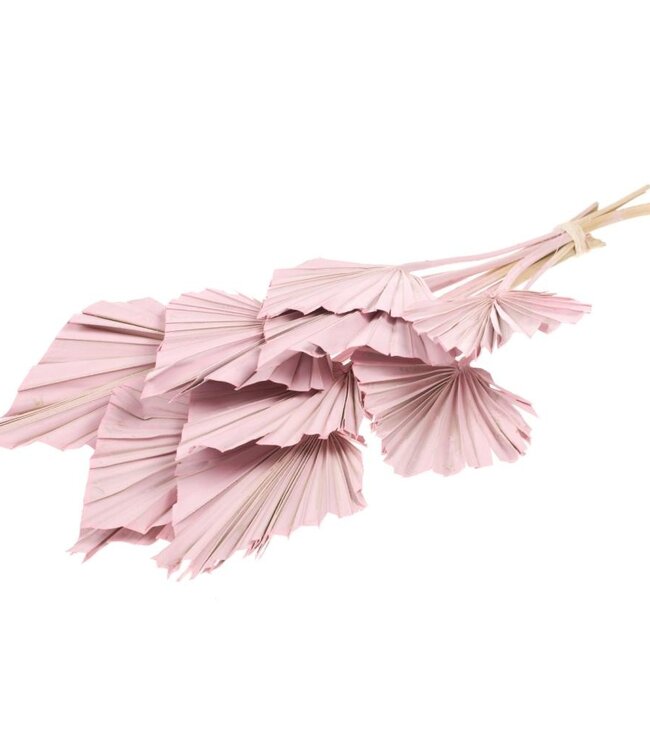 Palmspear 10 stuks roze misty droogbloemen | Lengte ± 45 cm | Per bos verkrijgbaar