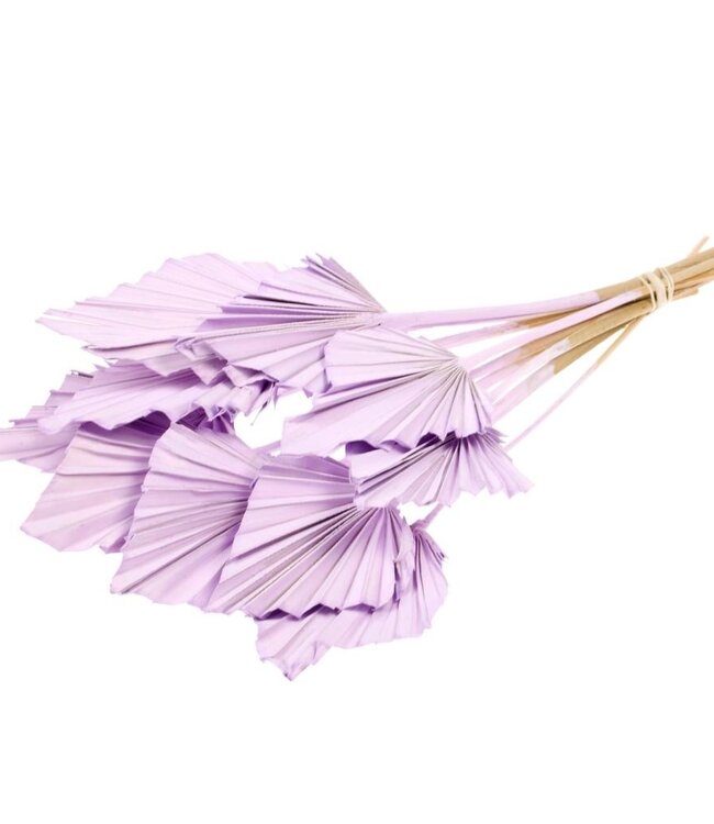 Palmspear 10 Stück lila pastellfarbene Trockenblumen | Länge ± 45 cm | Erhältlich pro Strauß