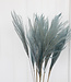 Light blue stipa 10 stems per bunch