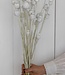 Dried poppy white misty | length 65 cm