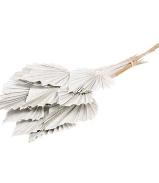 Dried Palmspear 10 pieces white misty