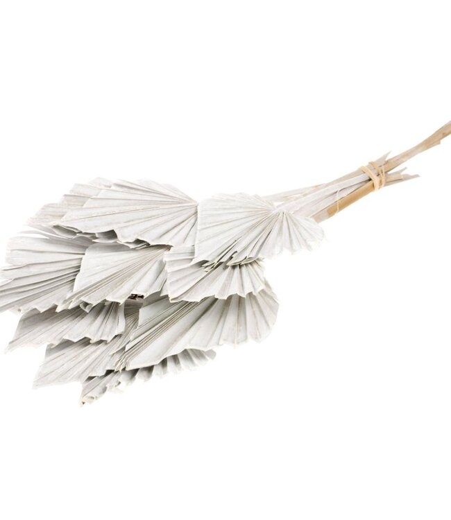 Palmspear wit misty droogbloemen | Lengte ± 50 cm | Per 10 stuks verkrijgbaar