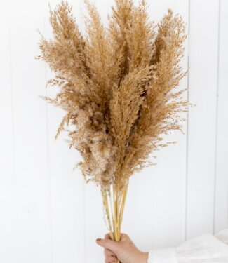 Dried feather duster natural