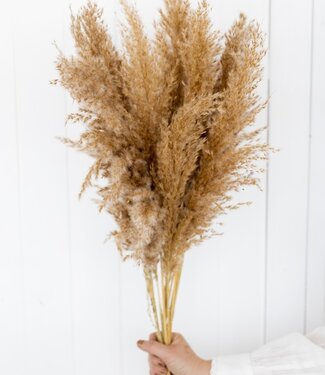 MyFlowers Dried feather duster natural
