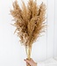 Feather duster natural dry flowers | 70 cm | per bunch