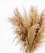 Feather duster natural dry flowers | 70 cm | per bunch