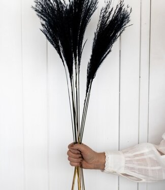 MyFlowers Dried Stipa black